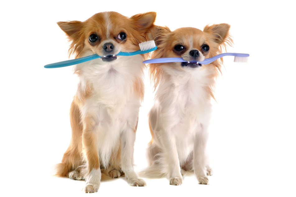 Small dogs such as Corgis and Chihuahuas are often susceptible to tooth tartar.
