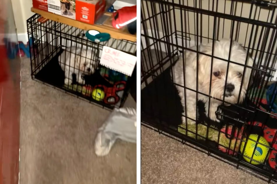 Woman comes home to find her dog locked in a cage – what happened?
