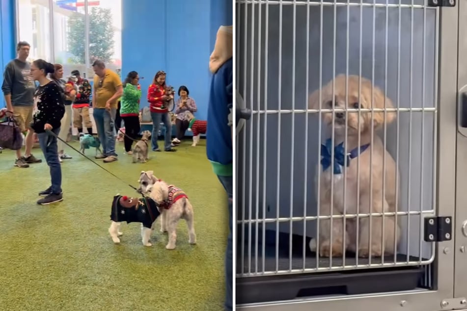Everyone was allowed to go to the Christmas party – except the little furry friend in the cage.