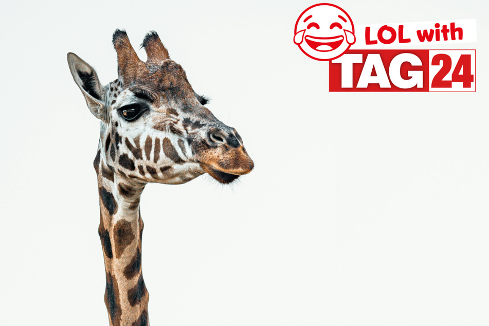 Joke of the Day for July 5, 2026: A long-necked laugh