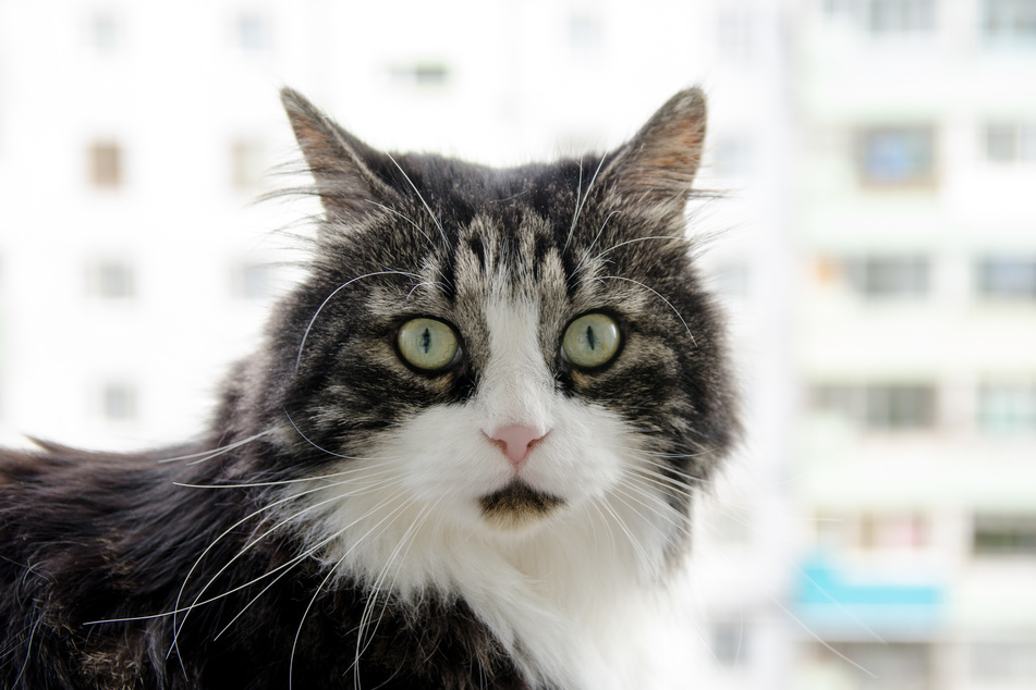 The cat fell from the sixth floor of an apartment building onto the head of the man. (stock image)