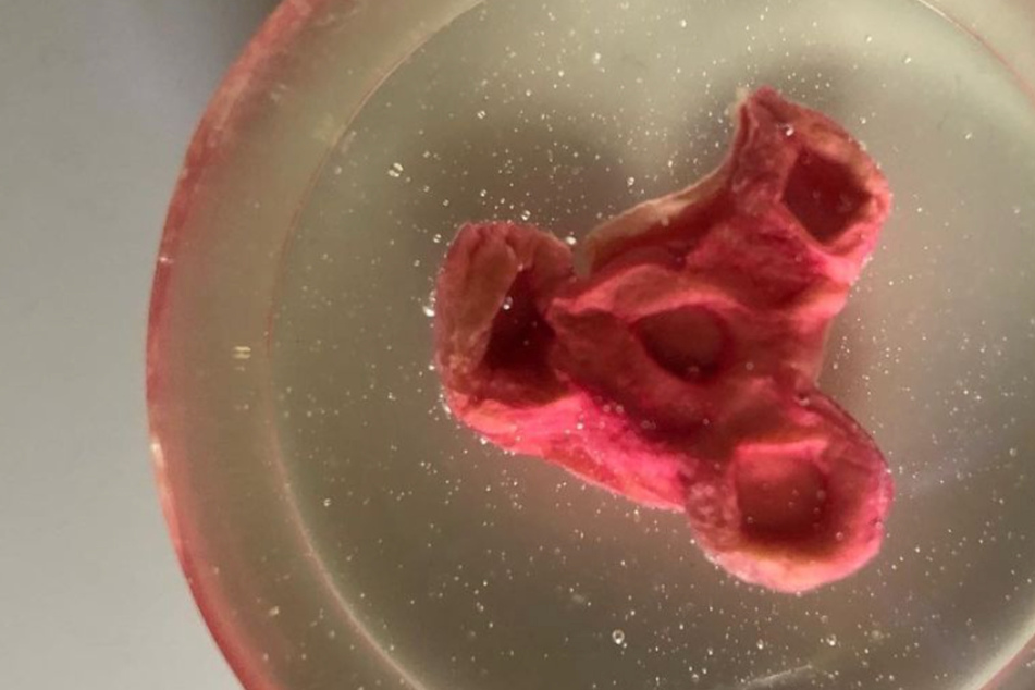 Steaks made from human flesh: cannibalism or ingenious invention?