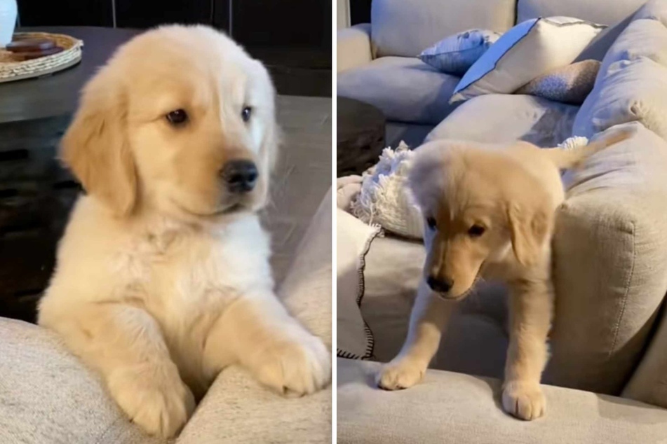 Beau the dog conquered the sofa when he was only two months old. Take that, Napoleon