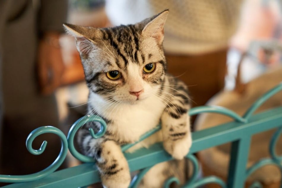 Oldest, loudest, biggest – these cats are anything but average!
