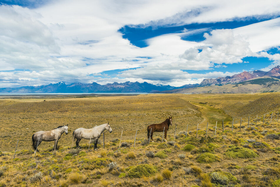 Wild horses are not uncommon in the U.S. (Stock image).