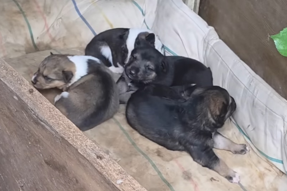 The mother dog wanted to show her four puppies.
