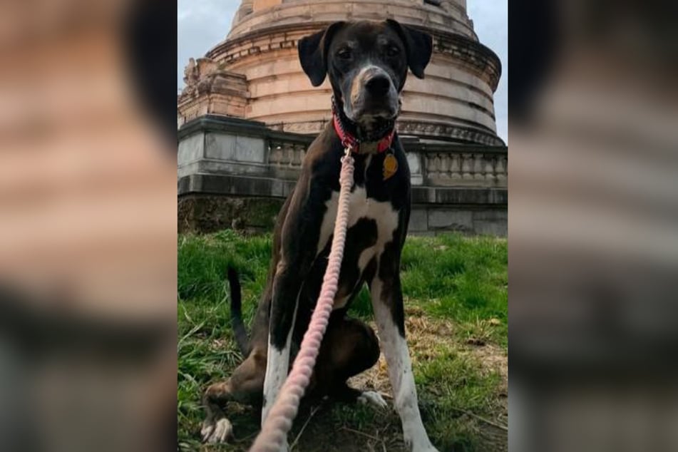Sierra the dog is no longer a puppy.