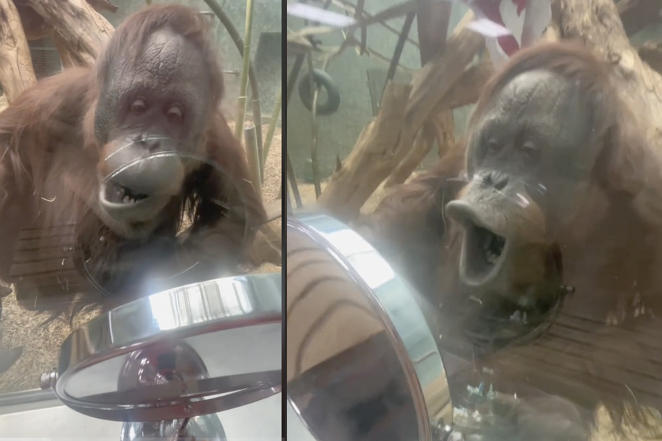 Orangutan sees a mirror for the first time – and her reaction is everything!