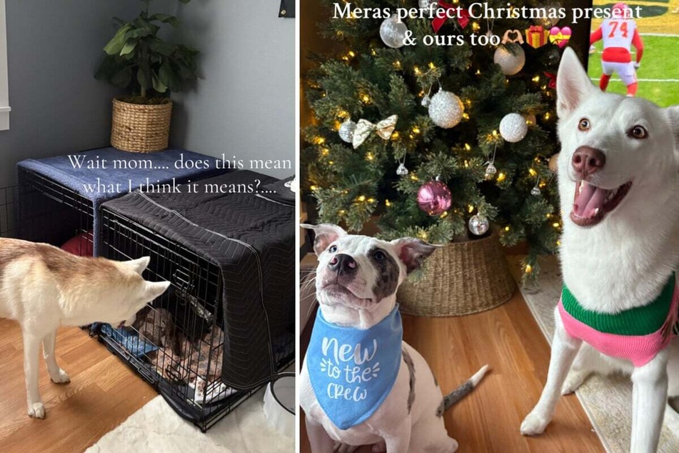 Since the young Pit Bull mix arrived, Mera the Husky dog has been over the moon with joy!