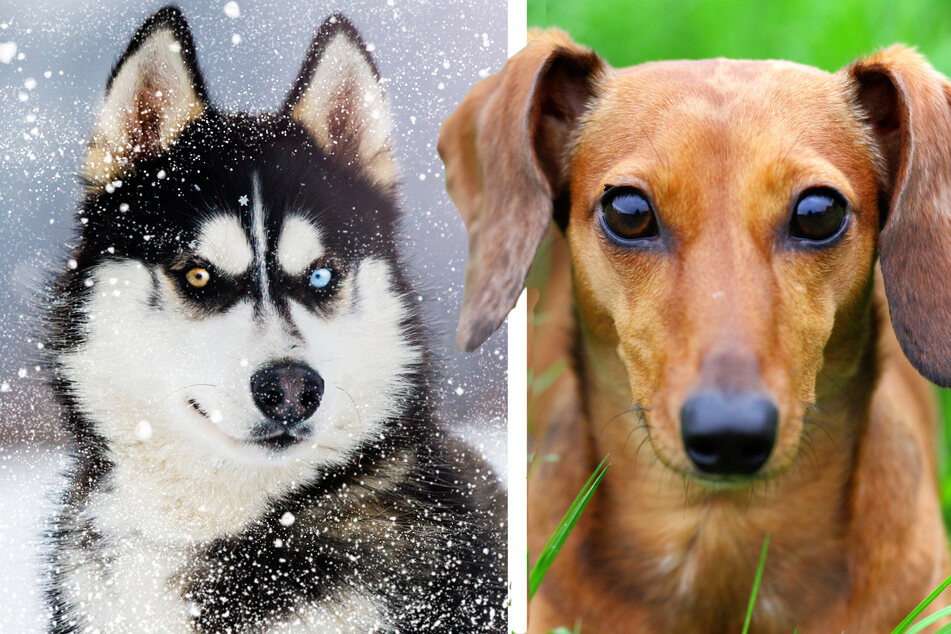 Puppy that's half husky and half dachshund makes for "one heck of a mix"
