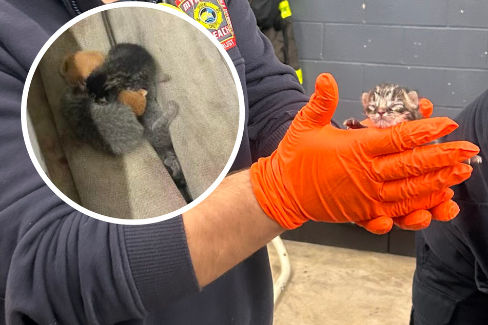 Kitten litter found hiding in hose bed of fire truck!