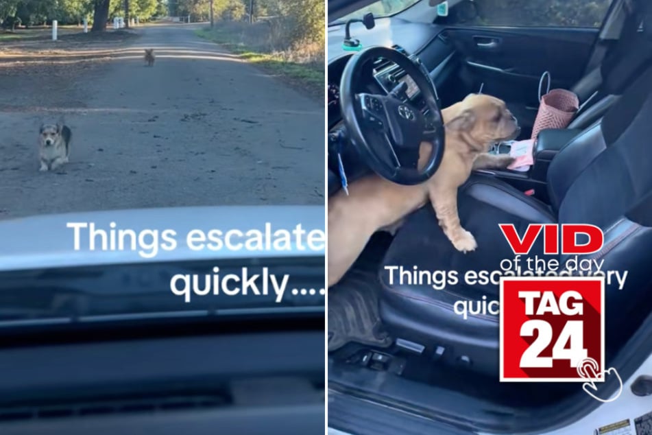 Viral Video of the Day for October 30, 2025: Woman "carjacked" by two adorable stray pups
