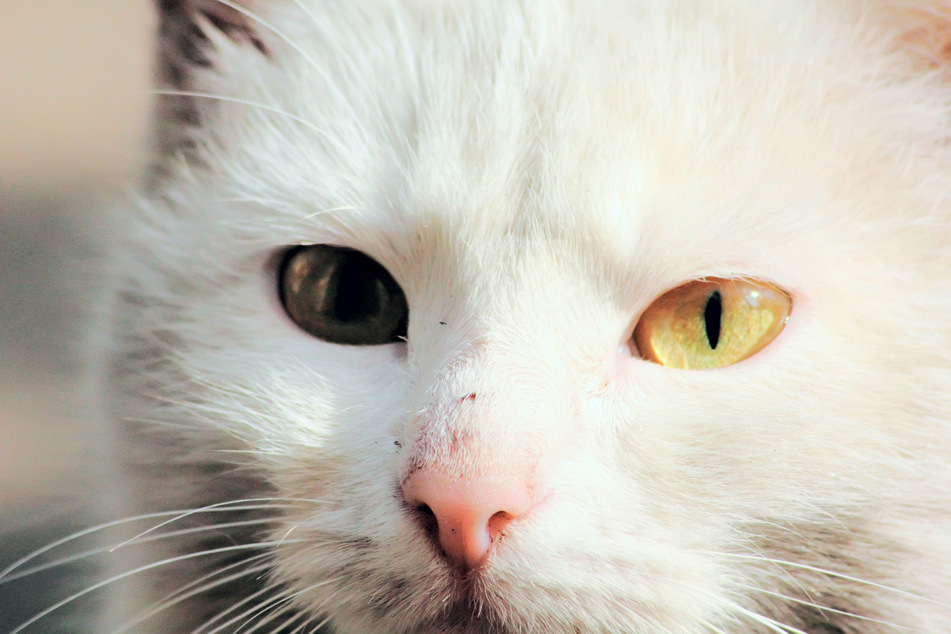 If a cat has pupils of different sizes, this is called anisocoria.