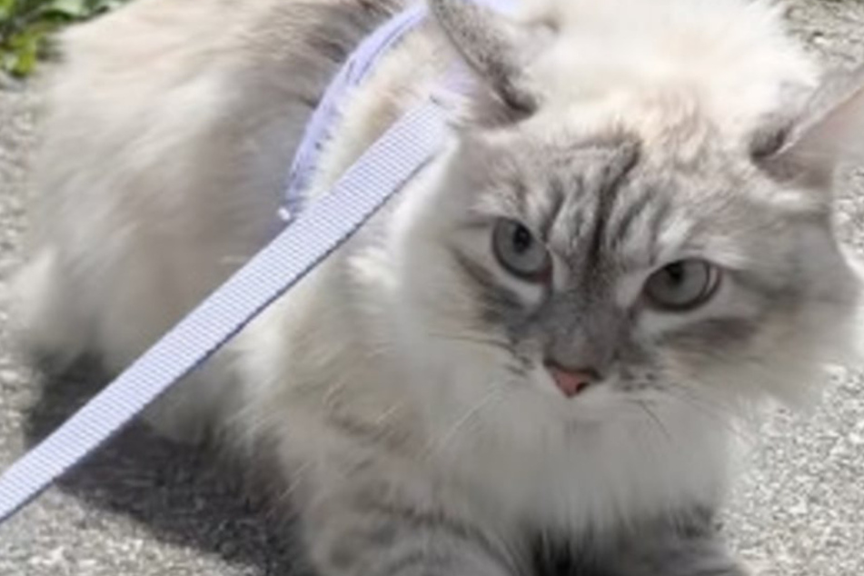 Cat's "biggest fears" have got everyone cackling in hysterical viral video!