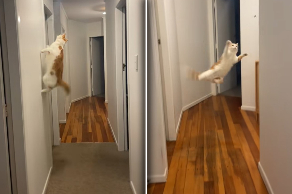 The cat rushes through the hallway to catch the flying insect, performing several impressive jumps and parkour-like stunts.
