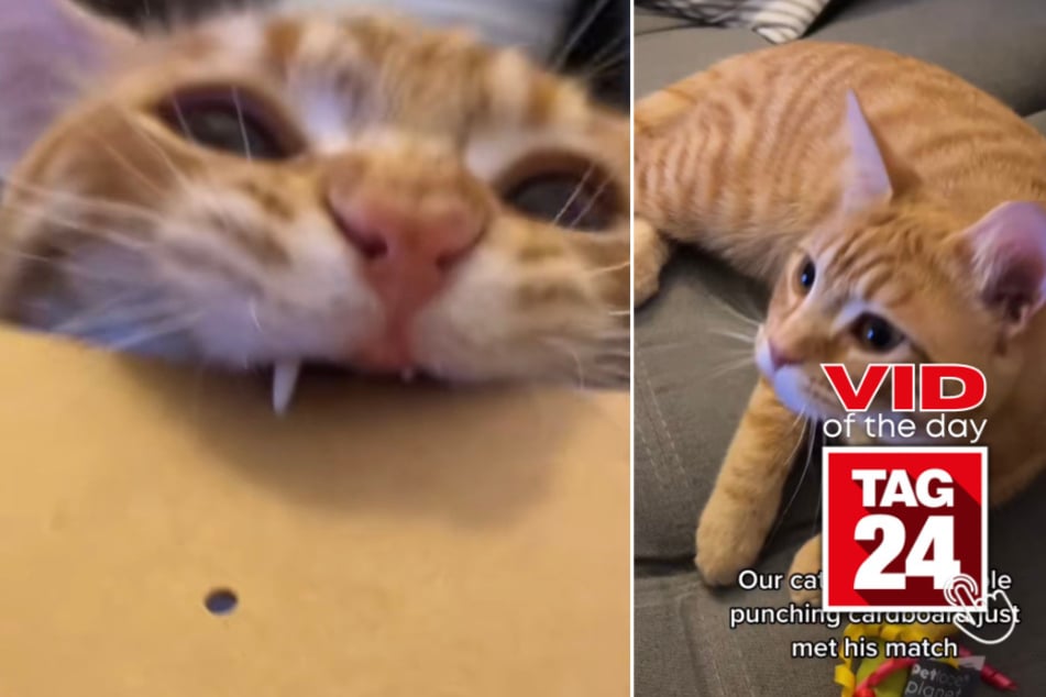 Viral Video of the Day for March 30, 2023: Frisky feline meets his match
