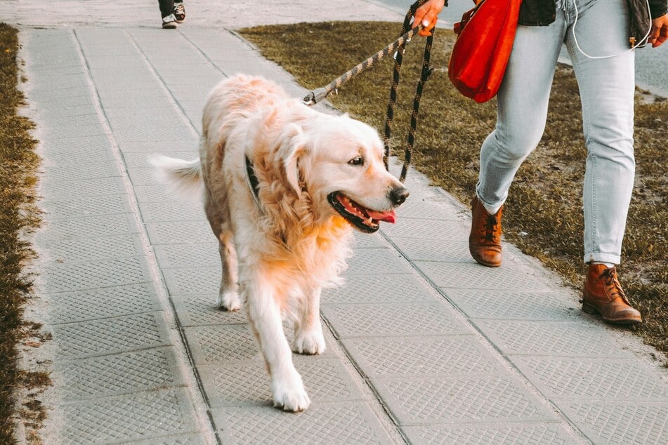Taking your dog on more car rides, extra walks, and special treats can sometimes be enough to get the out of whatever funk they're in.