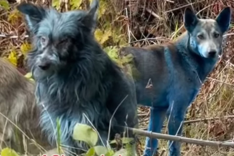 Dogs living in Chernobyl exclusion zone are mysteriously turning blue!