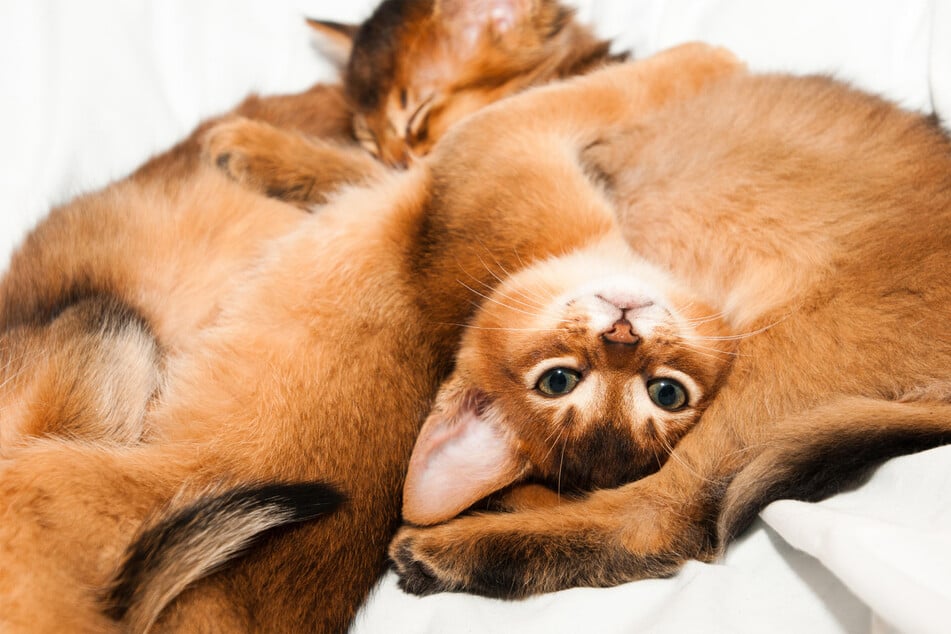 The Abyssinian is an incredibly beautiful orange cat breed.