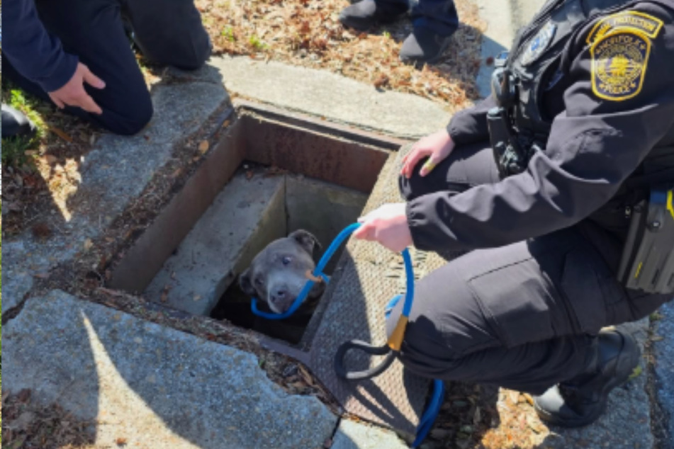 It took a rope and a lot of patience to rescue this dog.