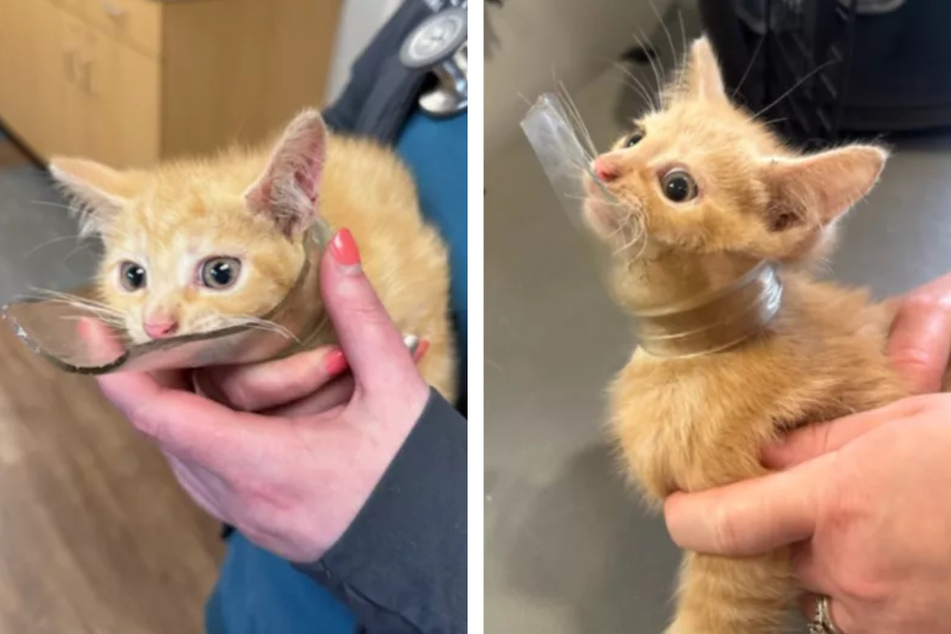 To remove the dangerous glass, Luigi the cat had to be put to sleep for a short time.