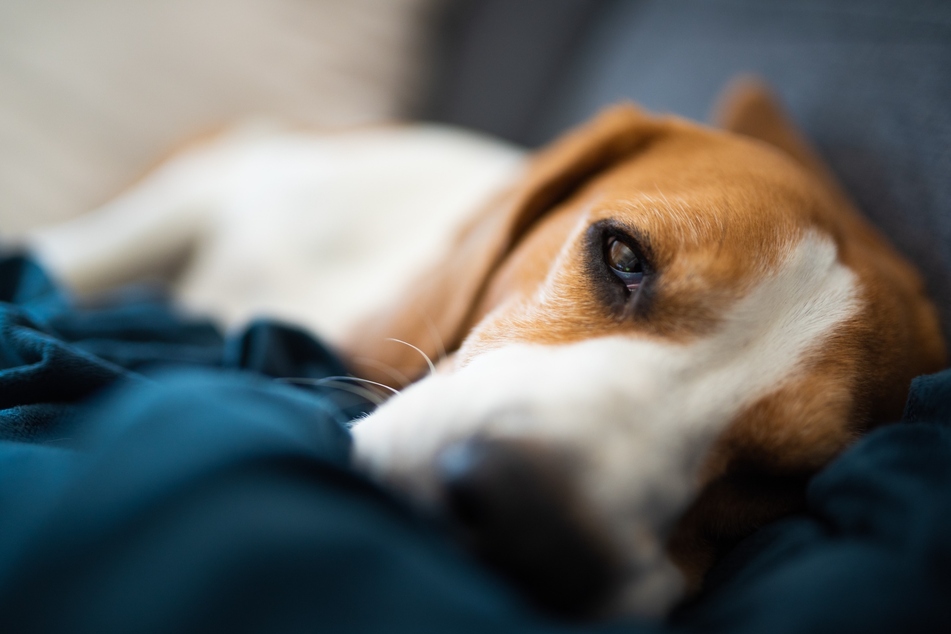 After the move, dogs need to recover from the excitement.