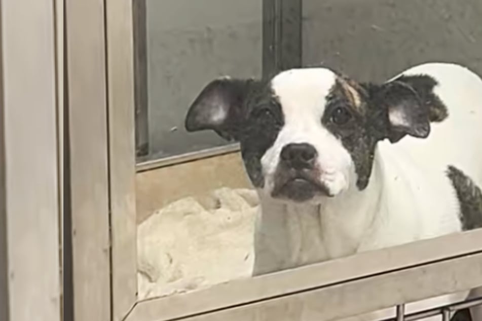 Rescue dog has heartshattering reaction to being sent back to the shelter: "She knows this is not a happy place"