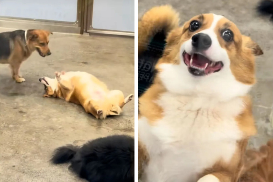 Tony's dog seemed to be having the time of his life and the funny photo went viral.