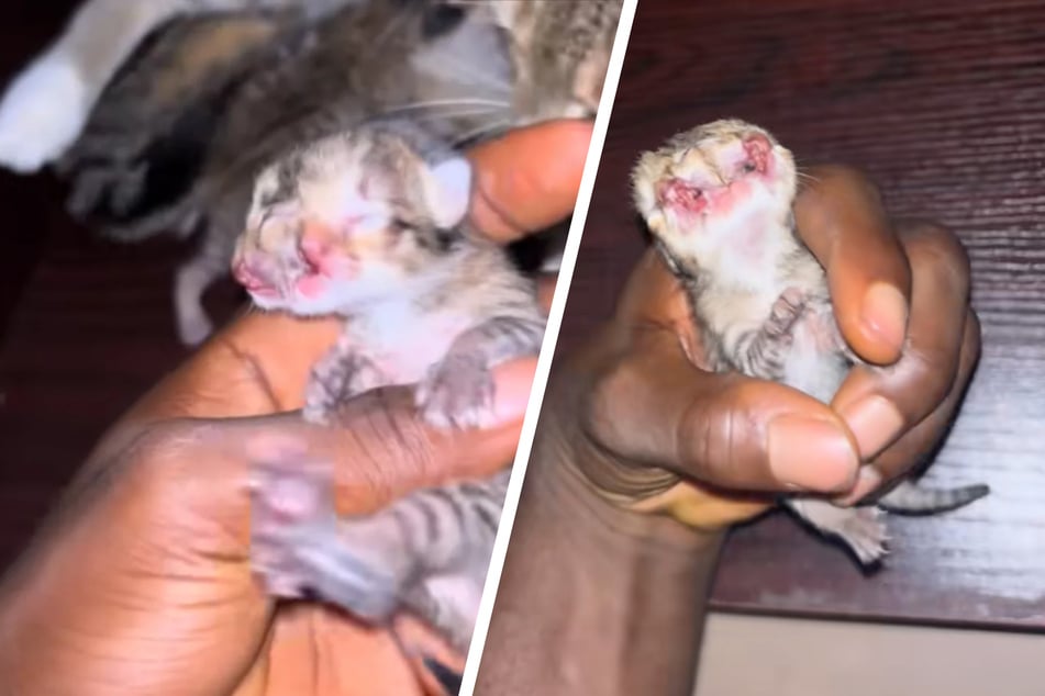 Cat gives birth to kitten with two faces in shocking TikTok footage