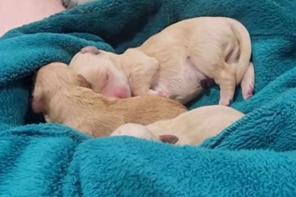 The little puppies make themselves comfortable on the man's lap.
