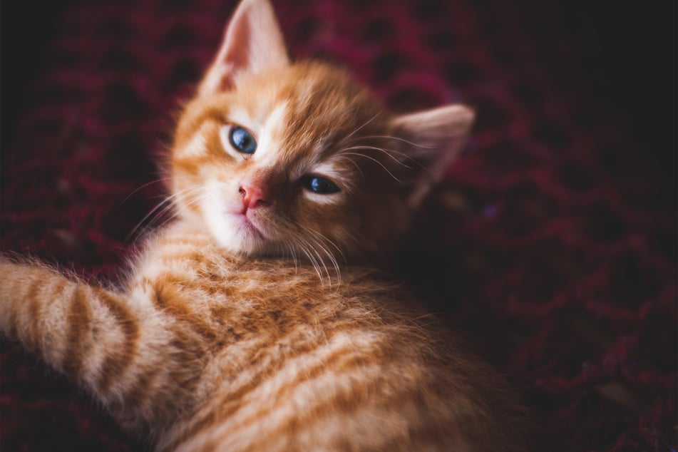 Munchkin cats are especially cute when they have an orange coat of fur.