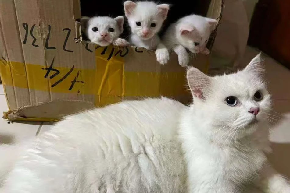 Cat is rescued from the street – two days later, something shocking happens!