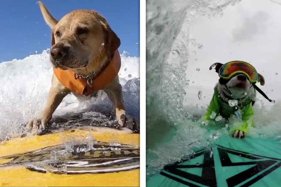 Dog Surfing World Championships brings wet and wild waves of fun