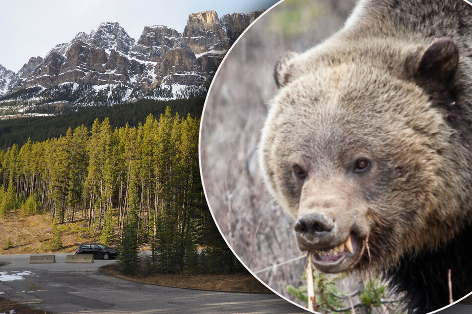 Grizzly bear fatally attacks couple in Canadian national park
