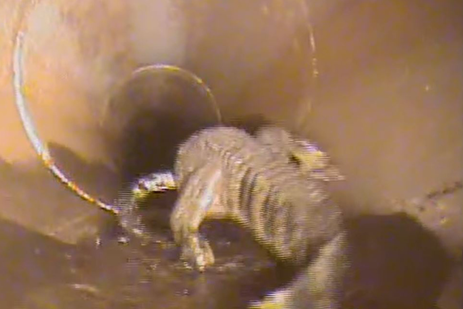The alligator quickly fled the robot after it approached.