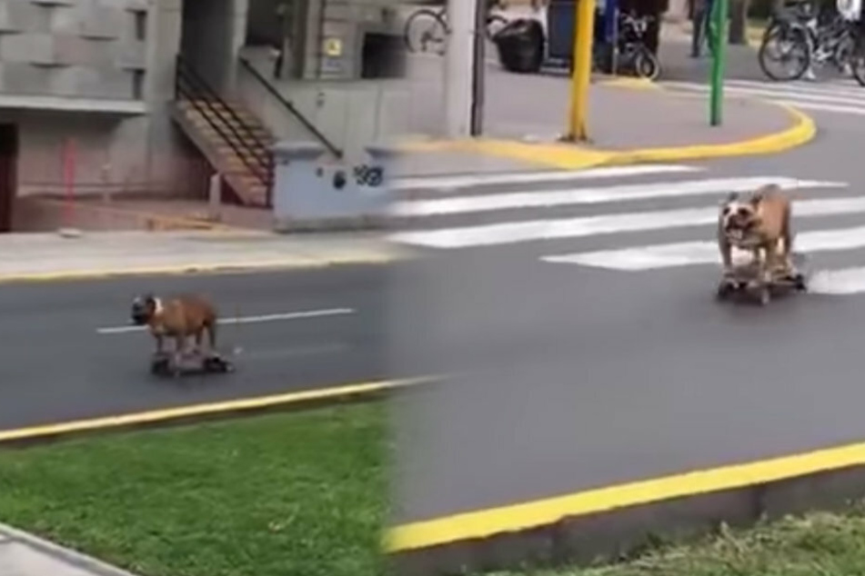 Bulldog cruises around on a skateboard like a pro
