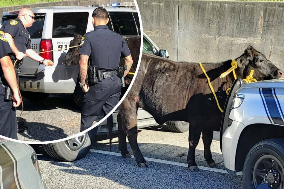 Udder chaos: police called in to capture cow loose on Georgia interstate