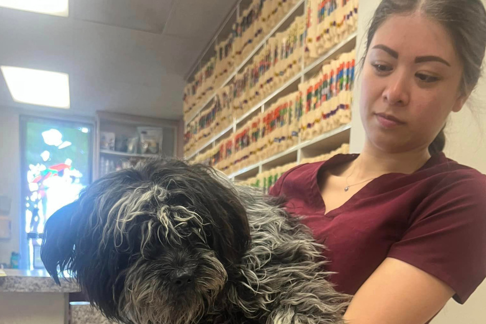 A trip to the vet proved that this pooch was just exhausted from the horrible ordeal.