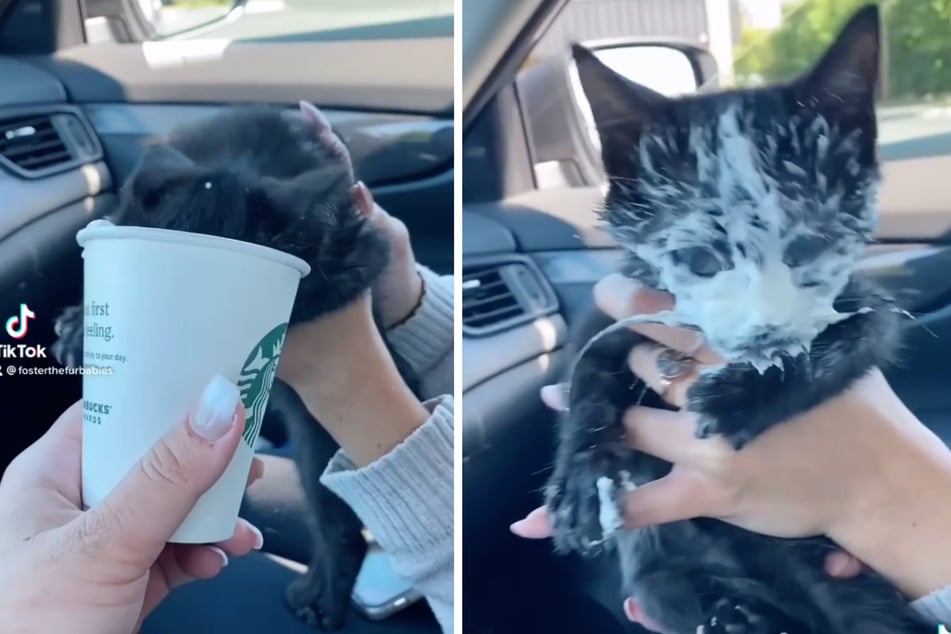 The cat that got the cream: kitten can't get enough of her first Frappuccino