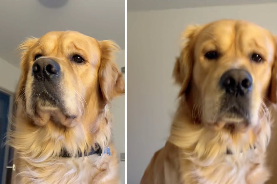 Golden retriever flashes pleading eyes at his owner – the reason has TikTok giggling!