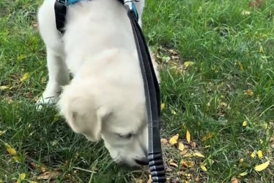 The video first shows the puppy dog Monty happily sniffing the grass while he gets a breath of fresh air outside.