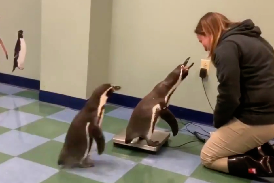 Penguins weigh in and charm the internet