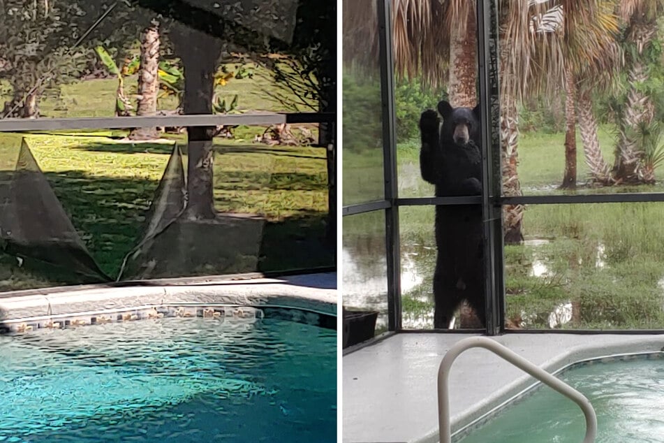 After trying for so long, Karen's "pet" has finally found its way inside.
