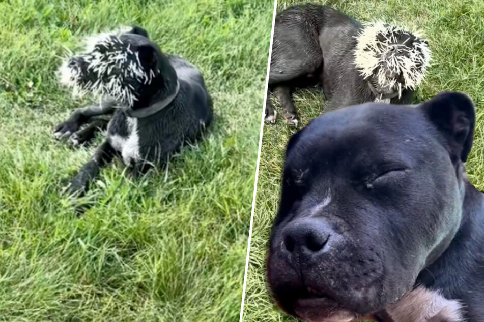 Dog is badly injured by porcupine – but he hasn't lost his optimism!