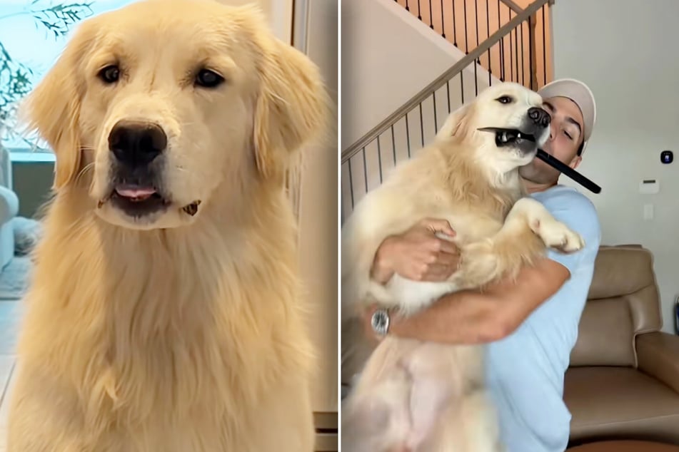 The Golden Retriever gets angry when he realizes he has to do something for his treat and, as always, crashes the "party."