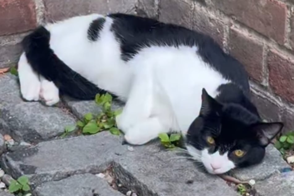 Cat too terrified to move shows his true, adorable colors after rescue