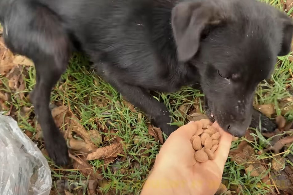 The little dog was almost starving.