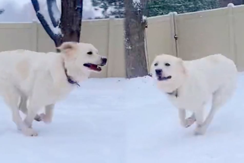 Four-legged friends across the US seem to be enjoying the heck out of the snowy conditions!