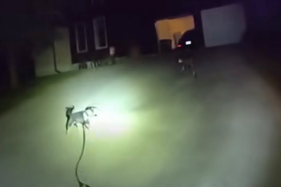 Eventually, the dog led the police officer to its home, where its owner had been in trouble for hours.