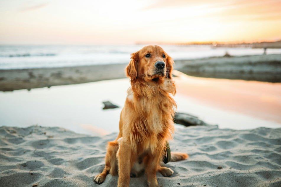 Golden retriever in profile: Lifespan, characteristics, price